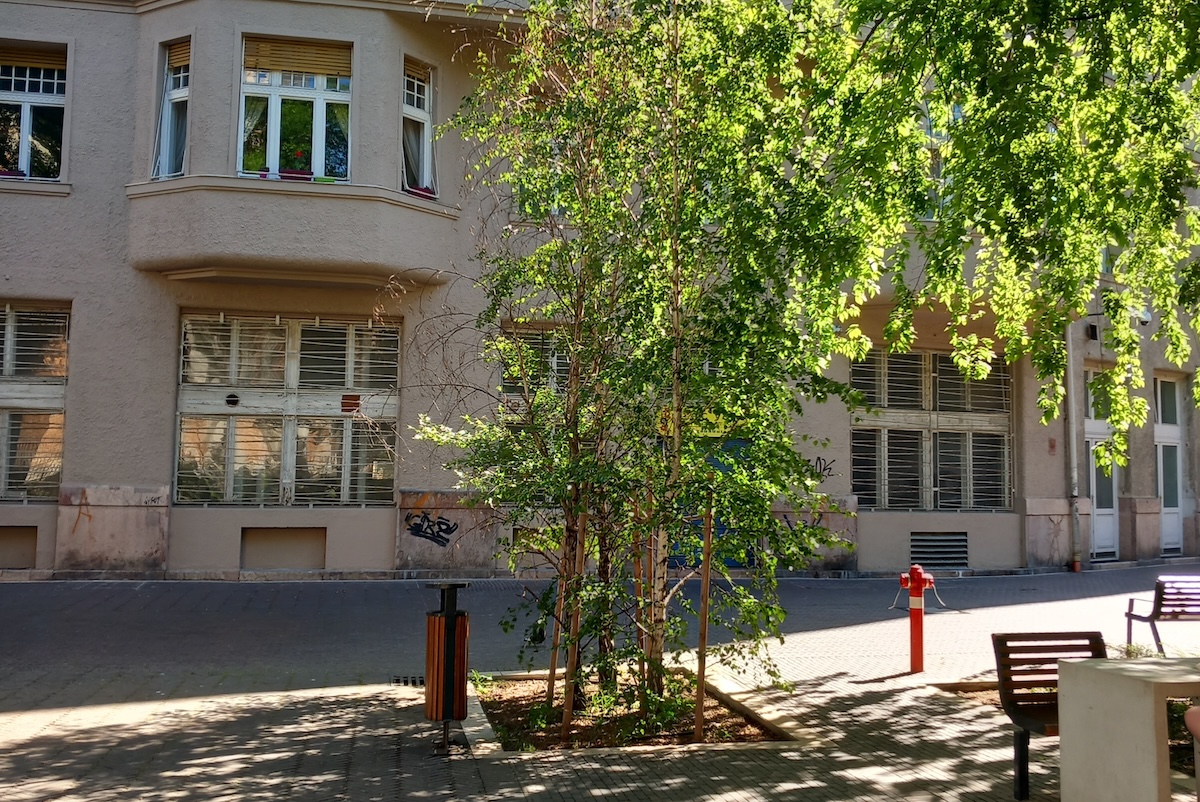 Városi fák szerepe a levegőminőség javításában: fa burkolt járdán - InfoGarden