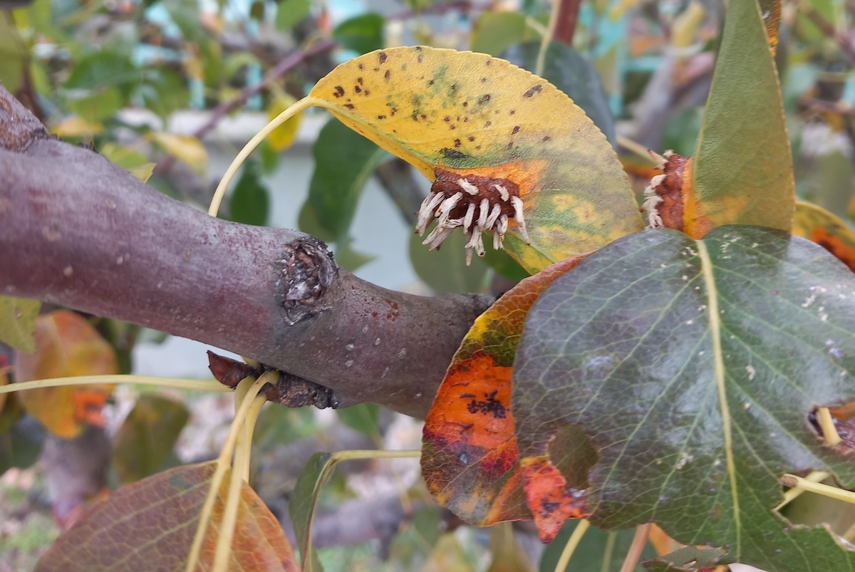 Fa betegségek: körterozsda - Info-Garden