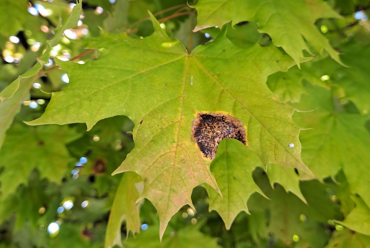 fa rendellenességek városi környezetben: juhar ritizmás levélfoltossága - Info-Garden