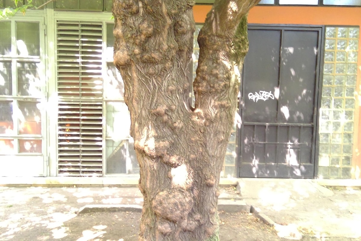 Fa rendellenességek városi környezetben: sejtburjánzás zöld juharon - Info-Garden