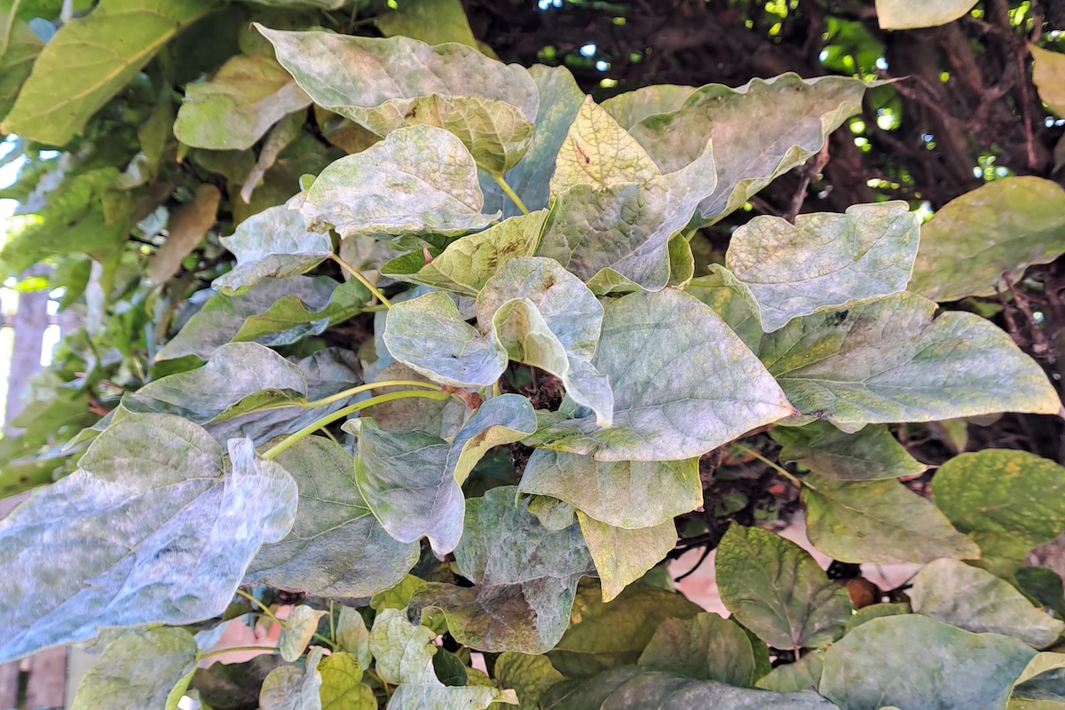 Fa rendellenességek városi környezetben: szivarfa lisztharmat - Info-Garden